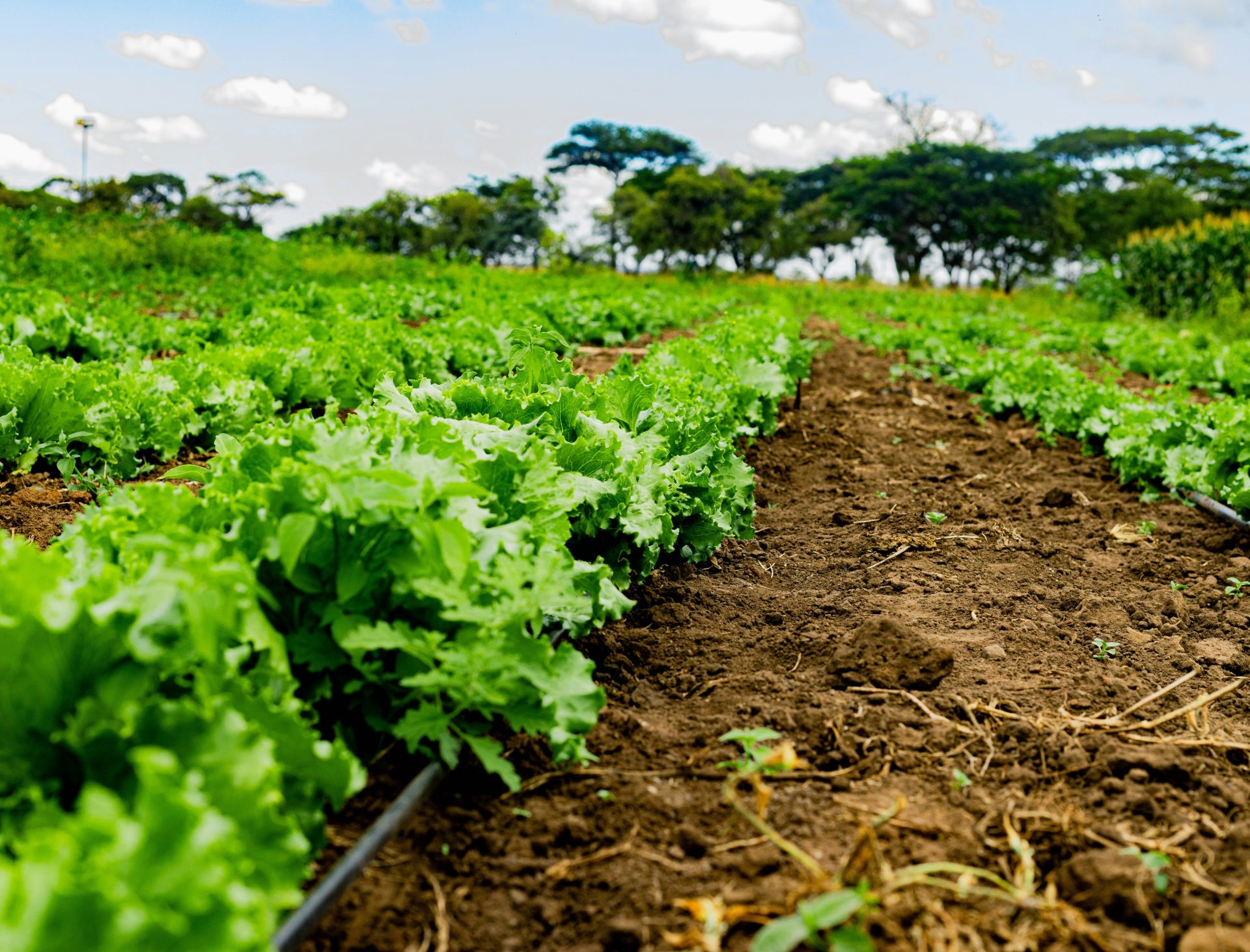 Lettuce grows in rows on a beautiful farm